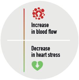 Inrease in blood flow / Decrease in heart stress